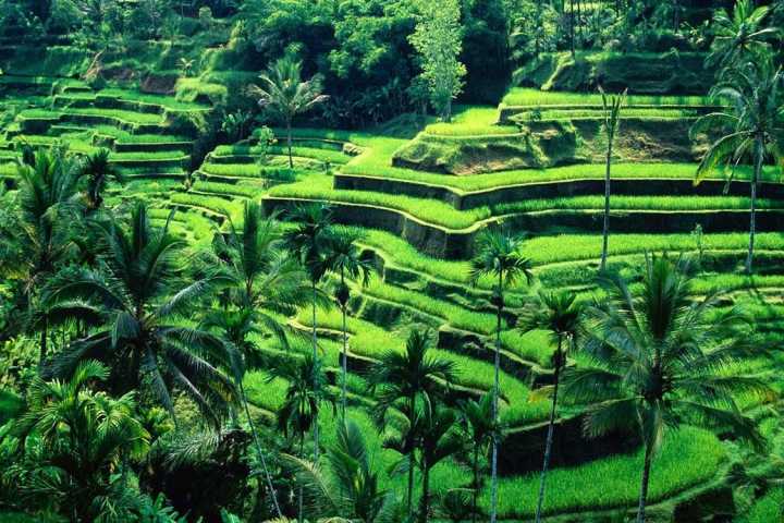 Paket Tour 1 Hari Rafting Ubud