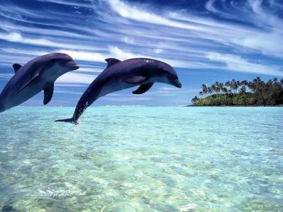 Paket Tour 1 Hari Lovina Bali (Dolphin Watching)